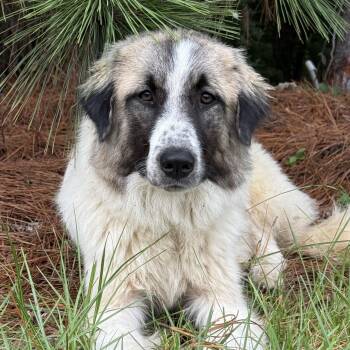 Peanut Butter Banana -  Great Pyrenees Dog for Adoption in Columbia, South Carolina - Peanut Butter Banana | PetCurious