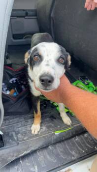 Border Collie and Australian Shepherd Dogs Available for Adoption in Bolivar, Missouri - Plankton | PetCurious