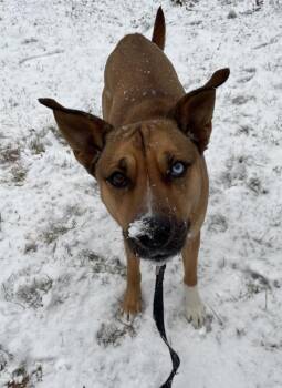 Husky Dogs Available for Adoption in Pembroke, Massachusetts - Iris | PetCurious