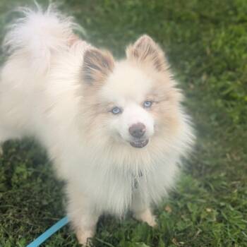 Stormy -  Pomeranian and Mixed Breed Dog for Adoption in Prairie Du Chien, Wisconsin - Stormy | PetCurious