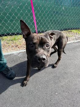 American Bulldog Dogs Available for Adoption in Lakeland, Florida - Welly | PetCurious