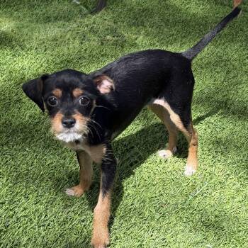 Britt -  Chihuahua and Terrier Dog for Adoption in Las Vegas, Nevada - Britt | PetCurious