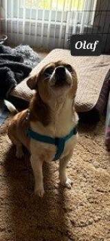 Olaf -  Chihuahua Dog for Adoption in Buffalo, Missouri - Olaf | PetCurious