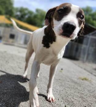 Rescue Hound and American Staffordshire Terrier Dogs for Adoption in Mount Holly, New Jersey - Lady | PetCurious