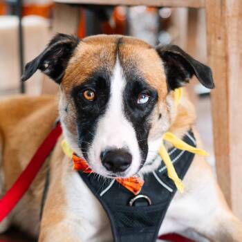 Odin -  Belgian Shepherd Malinois and Husky Dog for Adoption in Austin, Texas - Odin | PetCurious