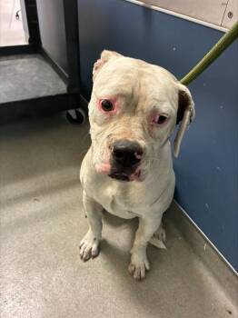 DORA -  American Bulldog Dog for Adoption in Doral, Florida - DORA | PetCurious