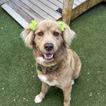 Aggie Cromwell -  Flat Coated Retriever Dog for Adoption in San Diego, California - Aggie Cromwell | PetCurious
