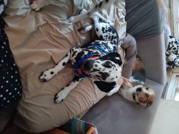 Dalmatian Dogs Available for Adoption - Opie  | PetCurious
