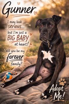 Gunner -  Pit Bull Terrier Dog Available for Adoption in Mauston, Wisconsin - Gunner | PetCurious