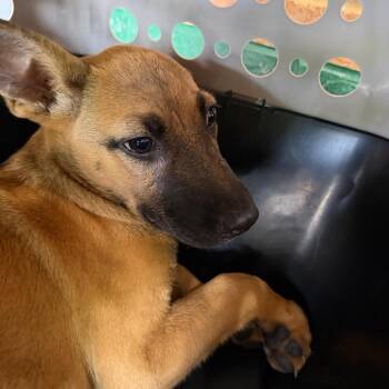 Majesty -  Belgian Shepherd Malinois Dog for Adoption in Birmingham, Alabama - Majesty | PetCurious