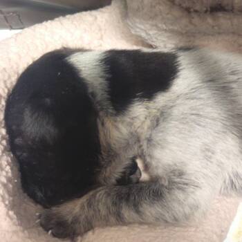 Confetti -  Australian Cattle Dog Blue Heeler and Black Labrador Retriever Dog for Adoption in Sand Springs, Oklahoma - Confetti | PetCurious
