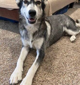 Luna -  Husky Dog for Adoption in Henderson, Nevada - Luna | PetCurious