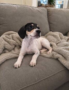 Treeing Walker Coonhound Dogs Available for Adoption in Evergreen, Colorado - Chill  | PetCurious