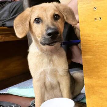 Plum -  German Shepherd Dog and Chow Chow Dog for Adoption in Austin, Texas - Plum | PetCurious