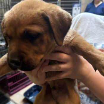 Fowler 2 -  Mixed Breed Dog for Adoption in Gadsden, Alabama - Fowler 2 | PetCurious