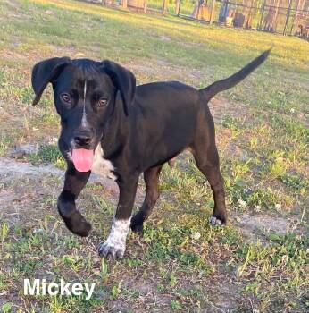 Labrador Retriever and American Bully Dogs Available for Adoption in Glocester, Rhode Island - Mickey | PetCurious
