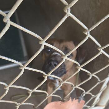 Pinto -  Black Mouth Cur Dog for Adoption in Austin, Texas - Pinto | PetCurious
