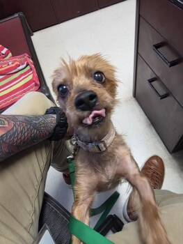 ROCKY -  Mixed Breed Dog for Adoption in Jacksonville, Florida - ROCKY | PetCurious
