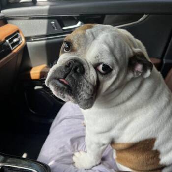 English Bulldog Dogs Available for Adoption - Thor | PetCurious