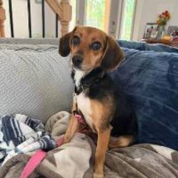 Tillie -  Beagle Dog for Adoption in Monticello, New York - Tillie | PetCurious