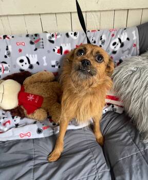 Barnum -  Terrier Dog for Adoption in Fort Worth, Texas - Barnum | PetCurious
