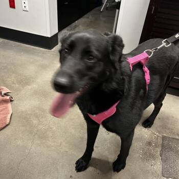 German Shepherd Dog Dogs Available for Adoption in Tampa, Florida - Asuna | PetCurious