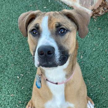 Red -  Pit Bull Terrier and Black Labrador Retriever Dog for Adoption in West Jordan, Utah - Red | PetCurious