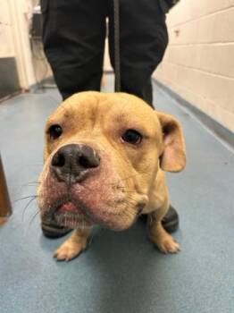 EDDIE -  Mixed Breed Dog for Adoption in West Palm Beach, Florida - EDDIE | PetCurious