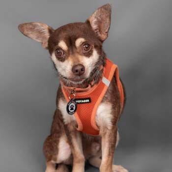 RustyNugget D11133 -  Chihuahua and Dachshund Dog for Adoption - RustyNugget D11133 | PetCurious