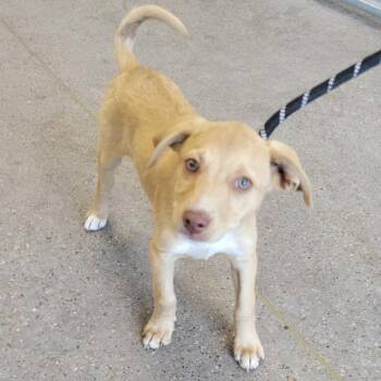107422 -  Mixed Breed Dog for Adoption in Las Cruces, New Mexico - 107422 | PetCurious