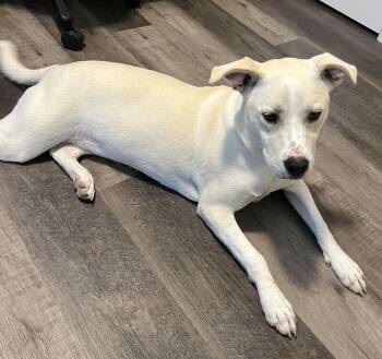 Zima -  Husky and Pit Bull Terrier Dog for Adoption in Monticello, Minnesota - Zima | PetCurious