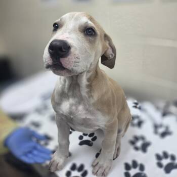 Rescue Mastiff and Retriever Dogs for Adoption in Incline Village, Nevada - Shenanigans | PetCurious