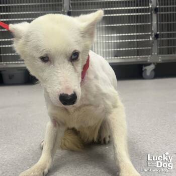 Echo -  Corgi and Terrier Dog for Adoption in Washington, District Of Columbia - Echo | PetCurious