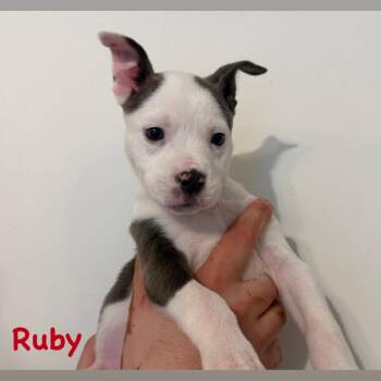 Pit Bull Terrier and Mixed Breed Dogs Available for Adoption - Ruby | PetCurious