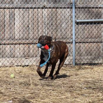 Link -  Pit Bull Terrier and Mixed Breed Dog for Adoption in Springfield, Illinois - Link | PetCurious