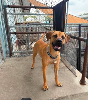 Athena -  Terrier Dog for Adoption in Peru, Illinois - Athena | PetCurious