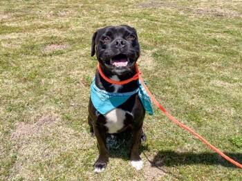 TANQUE -  Staffordshire Bull Terrier and English Bulldog Dog for Adoption in Tustin, California - TANQUE | PetCurious