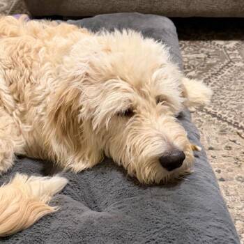 Sully -  Golden Retriever and Labradoodle Dog for Adoption in Louisville, Kentucky - Sully | PetCurious