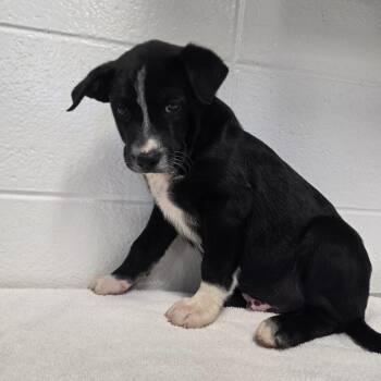 Rocking Chair -  Mixed Breed Dog for Adoption in Spruce Pine, North Carolina - Rocking Chair | PetCurious