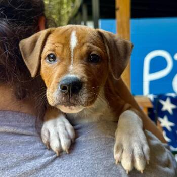 Jet -  Mixed Breed Dog for Adoption in Decatur, Georgia - Jet | PetCurious