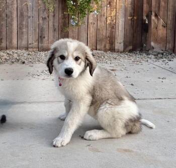 Maybrie -  Great Pyrenees Dog for Adoption in Corona, California - Maybrie | PetCurious