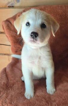 Nasturtium (N Puppies) -  Great Pyrenees Dog for Adoption in Brewster, New York - Nasturtium (N Puppies) | PetCurious