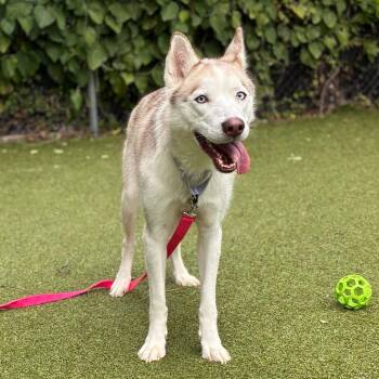 Tsunade -  Siberian Husky Dog for Adoption in Providence, Rhode Island - Tsunade | PetCurious