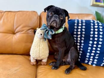 Pug and French Bulldog Dogs Available for Adoption in Friendswood, Texas - Max A Million Comfort King | PetCurious