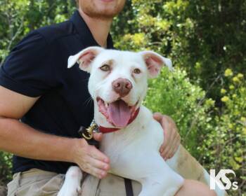 Datil -  American Staffordshire Terrier and Labrador Retriever Dog for Adoption - Datil | PetCurious