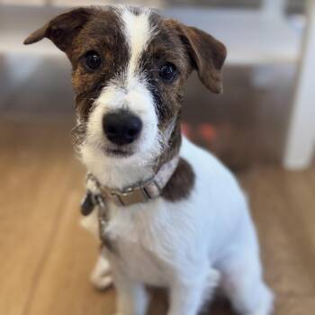 Rookie -  Jack Russell Terrier Dog for Adoption in Chesapeake, Virginia - Rookie | PetCurious