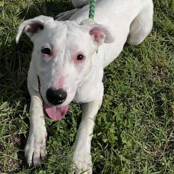 Rescue Great Dane and Mixed Breed Dogs for Adoption in Wichita, Kansas - Merica | PetCurious