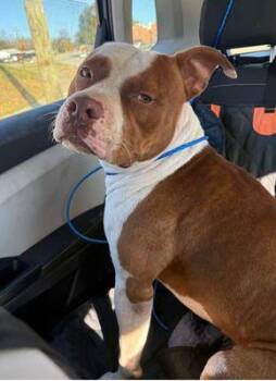 American Bully Dogs Available for Adoption - Hunter-2 - OUT OF TOWN DOG-COURTESY POST-DETAILS BELOW | PetCurious
