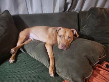 Bull Terrier Dogs Available for Adoption - AC - Whiskey Aka Snuggles | PetCurious