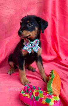 Paulina -  Labrador Retriever Dog for Adoption in New York, New York - Paulina | PetCurious